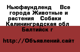Ньюфаундленд  - Все города Животные и растения » Собаки   . Калининградская обл.,Балтийск г.